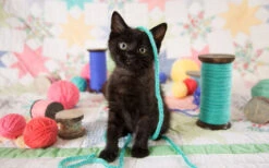 Yes, I'm Cute Jigsaw Puzzle