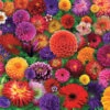 Blooming Every Daisy Jigsaw Puzzle